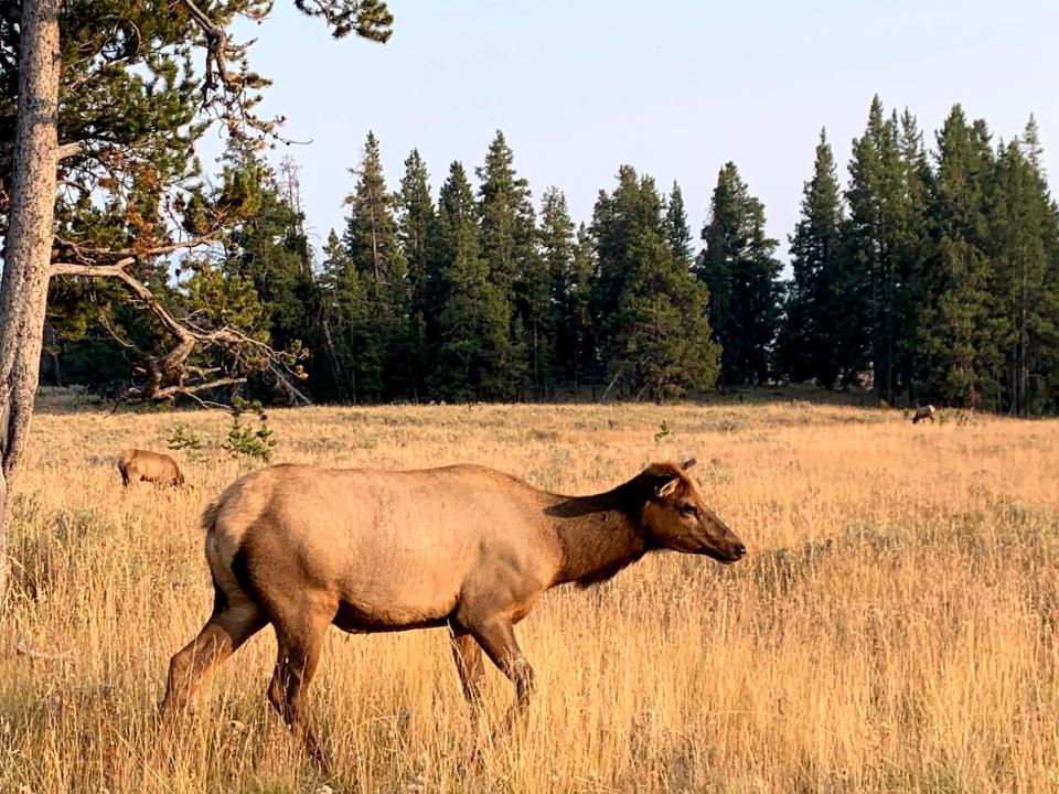 A dear walking through a field with frees around it in Montana