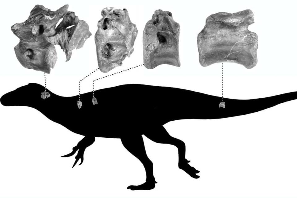 Four bones, from the beast's neck, back and tail, were found on the Isle of Wight (PA)