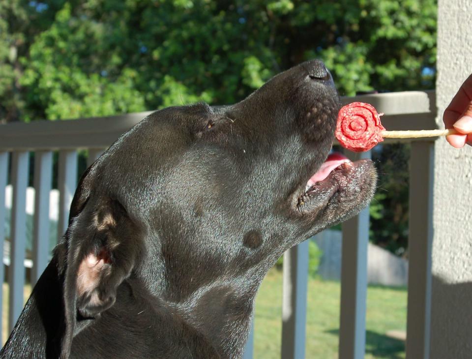 Nyxo, a happy rescue dog, suffered an agonizing death in 2014 after being poisoned in Northern California. His owner, scientist Mourad Gabriel, blames illegal marijuana growers trying to stop his research.