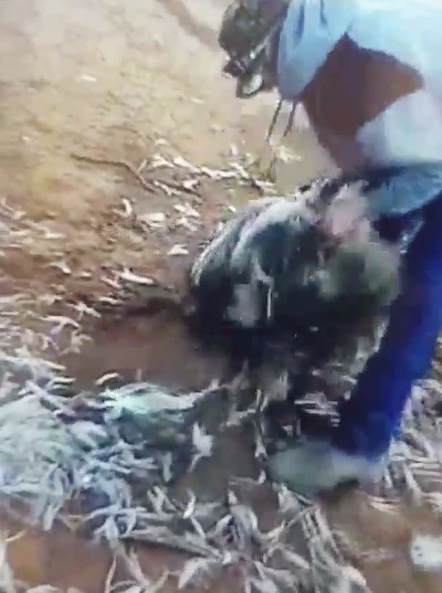 A man is seen here ripping huge handfuls of feathers from an emu's back in a horrific video filmed in northern NSW.