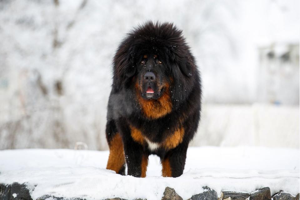 tibetan mastiff with thick brown and black coat posing against a beautiful winter landscape