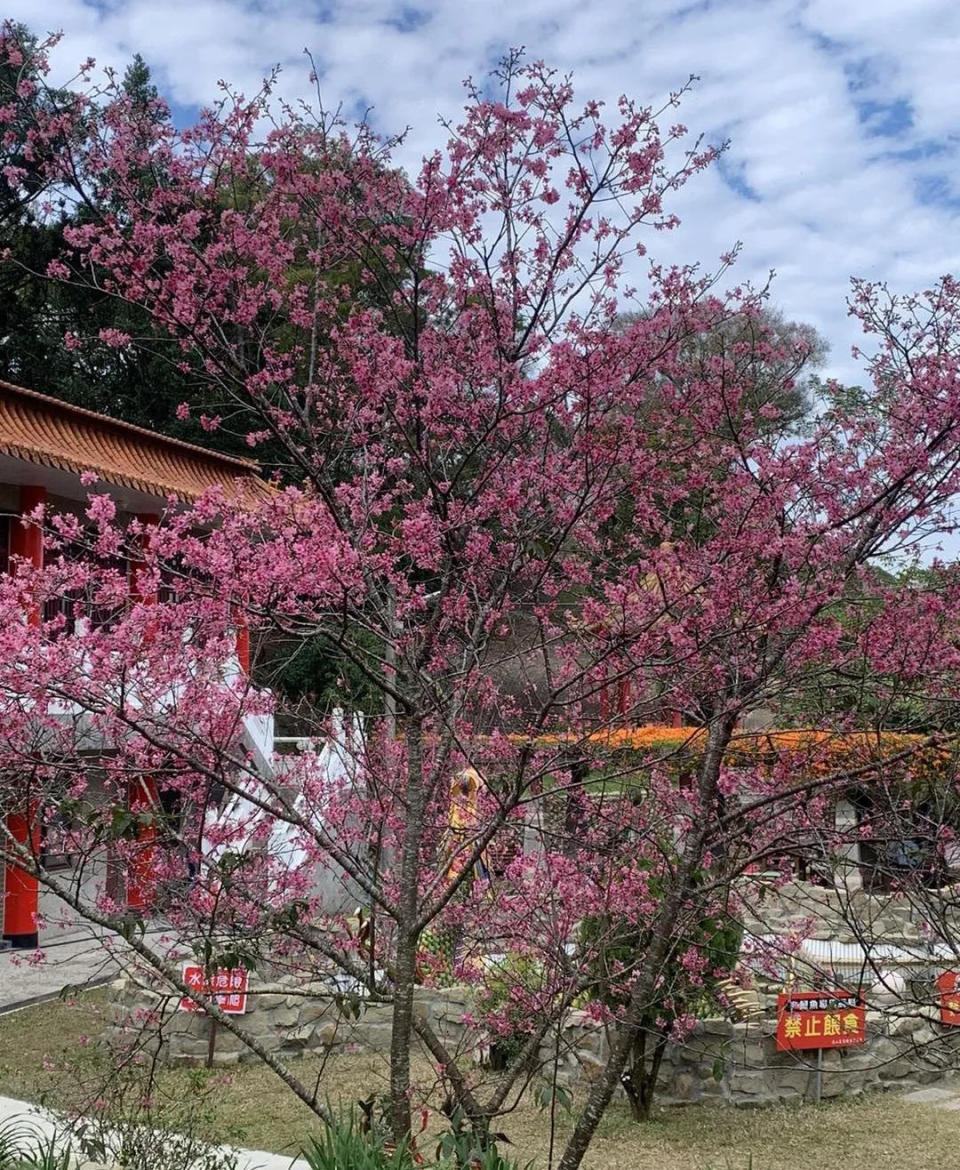 <strong>彰化縣花壇鄉三級古蹟虎山巖寺內的櫻花已開花8成，近百株粉嫩櫻花象徵春天到來。（圖／翻攝自Facebook@花壇虎山巖三級古蹟）</strong>