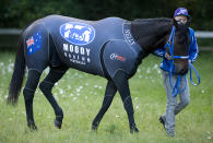 Black Caviar is led by Paddy Bell at Abington Place stables prior to the Royal Ascot race meeting on June 14, 2012 in Newmarket, England. (Photo by Alan Crowhurst/Getty Images)