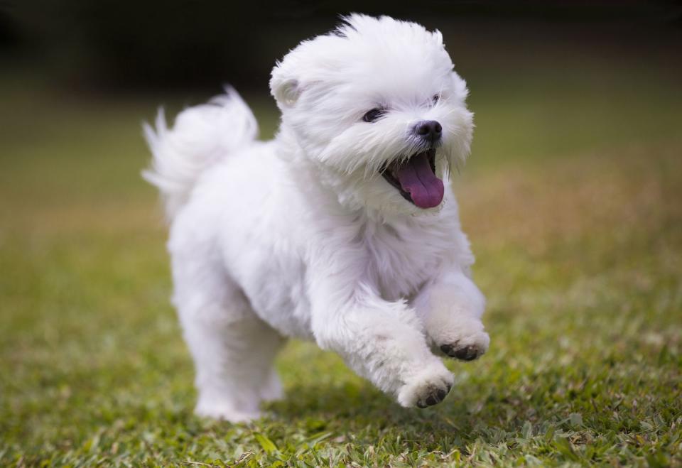 <p>Gentle and sweet, Maltese dogs are a great <a href="https://www.akc.org/dog-breeds/maltese/" rel="nofollow noopener" target="_blank" data-ylk="slk:low-key companion animal;elm:context_link;itc:0;sec:content-canvas" class="link ">low-key companion animal</a> for most homes. They reach about 7 to 9 inches and weigh in at less than 7 pounds. They're playful but not demanding and will play when you want to play. </p>