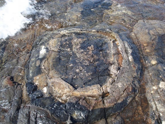 Close-up of 1.9 billion-year-old Gunflint chert, which contain tiny fossilized evidence of microbes consuming other microbes in the black zones.