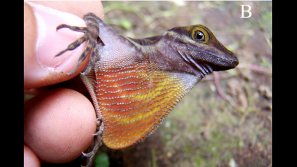 Anolis riparius is identified by its vibrant red and orange dewlap.