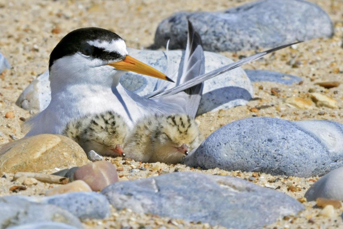 Little Terns nest on beaches <i>(Image: RSPB)</i>