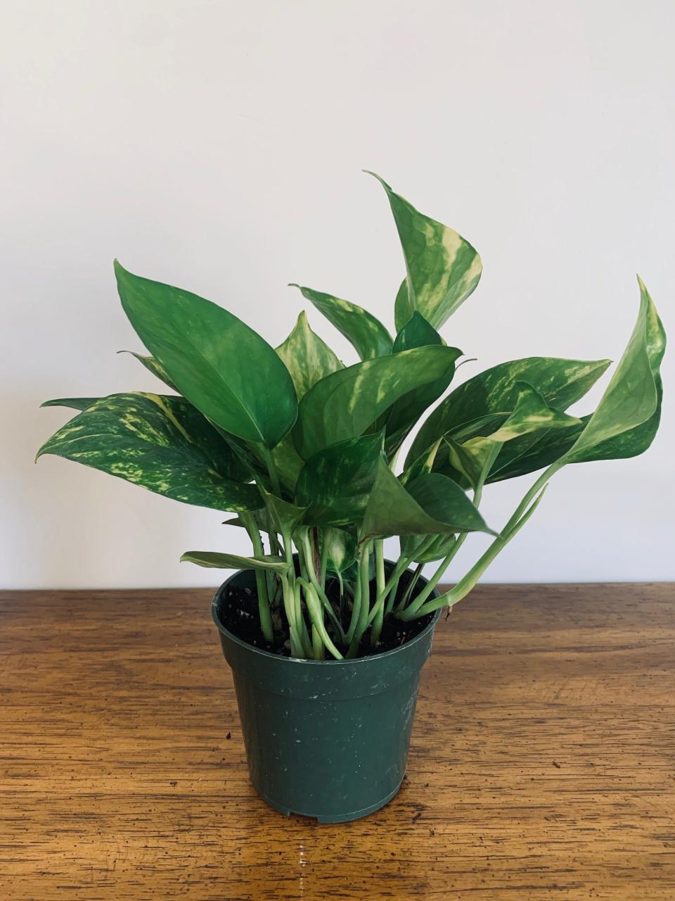 9) Hawaiian Pothos