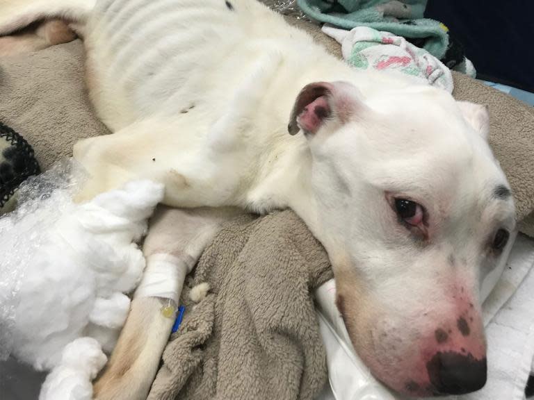 ‘Thinnest dog ever seen alive’ discovered in Lancashire by RSPCA