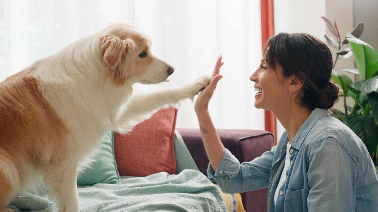  Woman giving her dog a high five at home. 