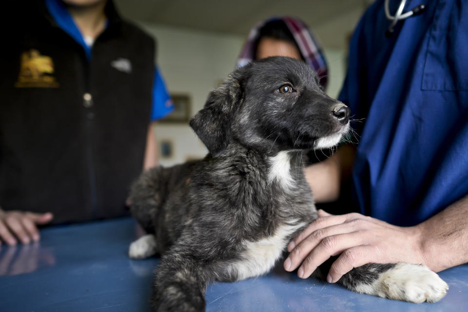 Previously unreleased image dated 12/03/14 of Shadow an eight week old puppy who has been rescued and is looking to be re-homed at the Nowzad Dogs charity based in Kabul, Afghanistan, a British charity set up by former Royal Marine Sergeant Pen Farthing in 2007.   (Photo by Ben Birchall/PA Images via Getty Images)