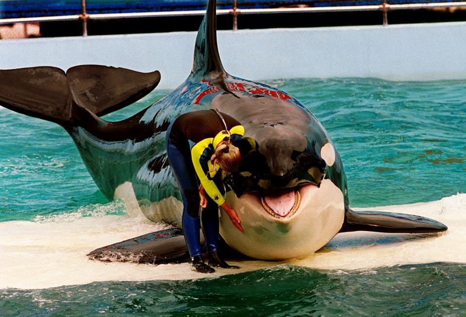 FILE - Trainer Marcia Hinton pets Lolita, a captive orca whale, during a performance at the Miami Seaquarium in Miami, March 9, 1995. An unlikely coalition made up of a theme park owner, an animal rights group, a mayor and a philanthropist who owns an NFL team announced Thursday, March 30, 2023, that a plan is in place to return Lolita — an orca that has lived in captivity at the Miami Seaquarium for more than 50 years — to its home waters in the Pacific Northwest. (Nuri Vallbona/Miami Herald via AP, File)