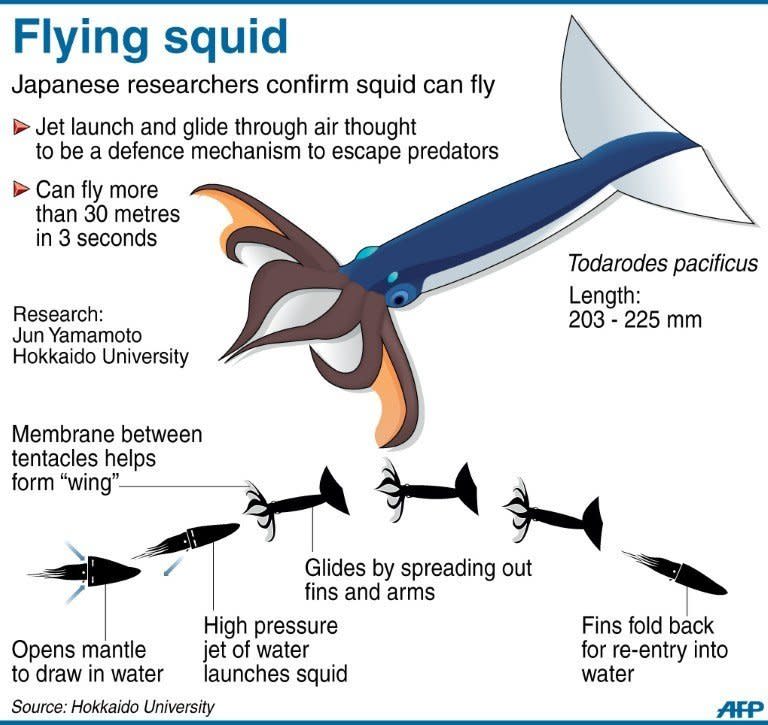 Graphic on a species of squid that can fly more than 30 metres through the air to escape predators