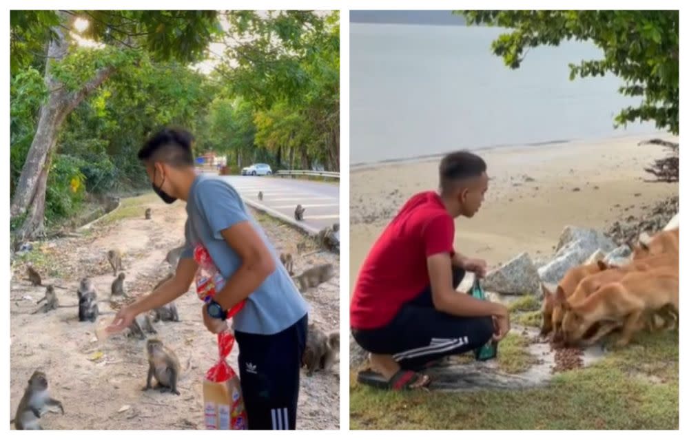 Muhammad Faiz considers the stray animals his friends after feeding them and spending time with them for two years. — Pictures via TikTok