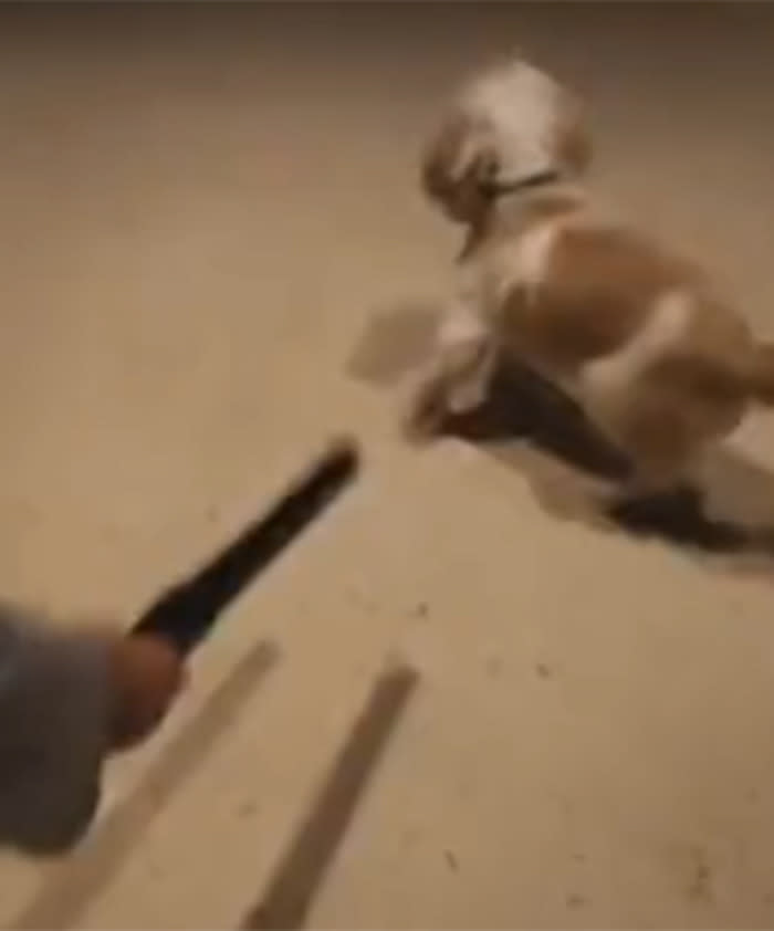 Puppy confronts his mortal enemy: The vacuum cleaner!