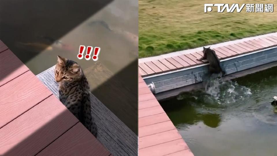 貓咪被人嚇到狂奔落水。（圖／IG bai_lu_s）