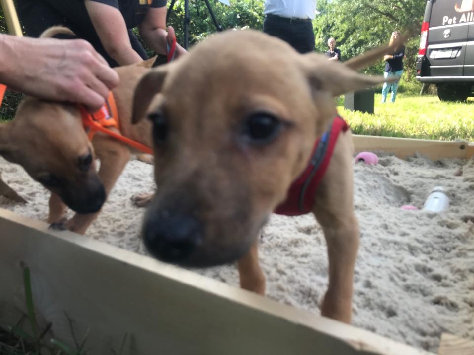 The Pet Alliance had some of its four-legged friends take part in the “First Dig,” to kick off the project.