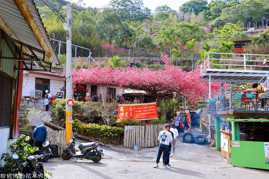 屏東霧台賞櫻