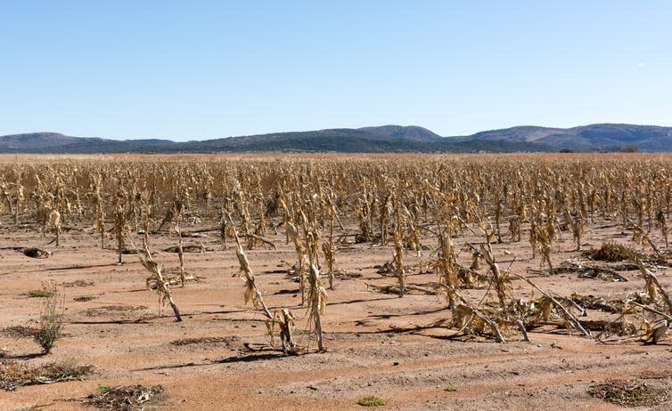 <span class="caption">Our food future?</span> <span class="attribution"><a class="link " href="https://www.shutterstock.com/image-photo/dry-corn-field-440046946?src=IaH_CV_LtEaF6IeTQbCGjw-1-3&studio=1" rel="nofollow noopener" target="_blank" data-ylk="slk:Wildeside/Shutterstock.com;elm:context_link;itc:0;sec:content-canvas">Wildeside/Shutterstock.com</a></span>