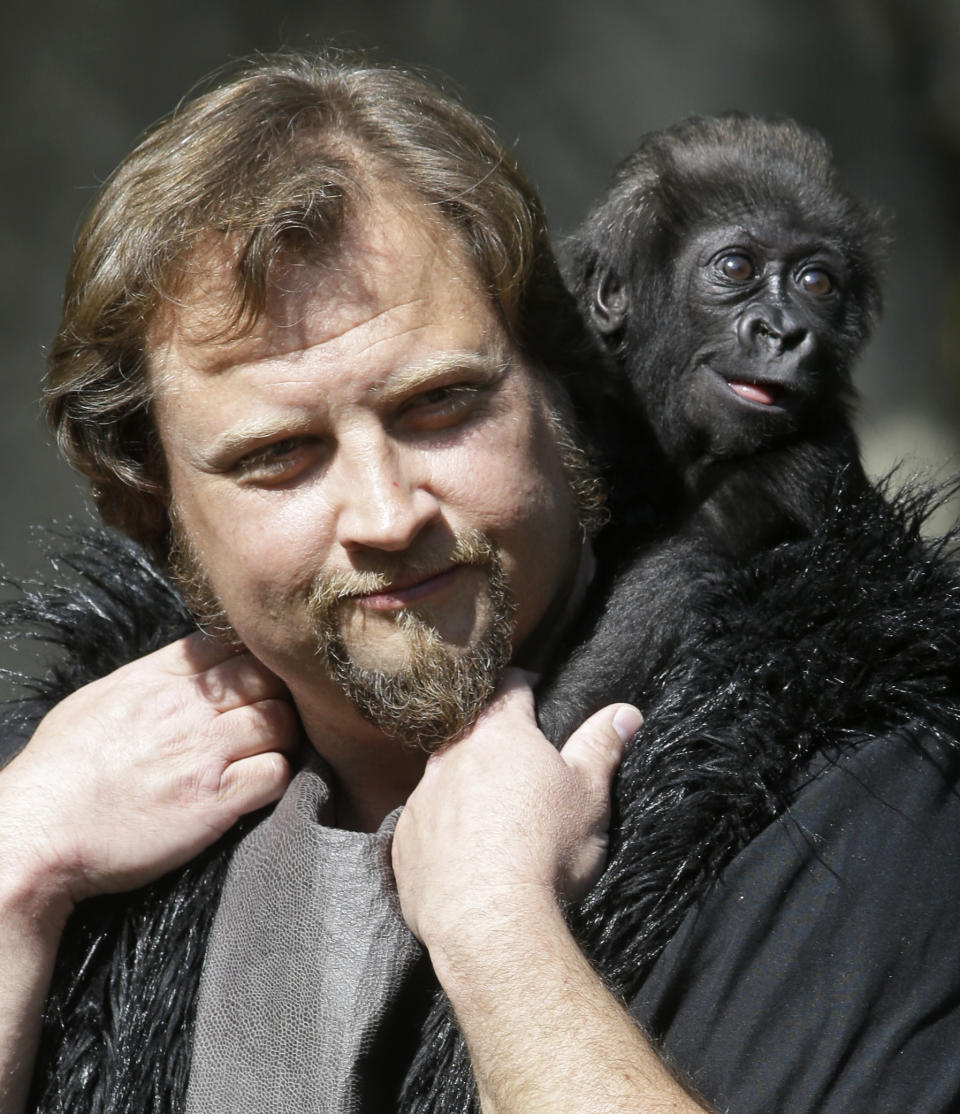 FILE - In this Tuesday, April 30, 2013 file photo, silverback and primate center team leader Ron Evans carrying a three-month-old western lowland gorilla named Gladys in the Cincinatti Zoo's outdoor gorilla exhibit. The baby gorilla was born Jan. 29 at a Texas zoo to a first-time mother who wouldn't care for her. Cincinnati zoo workers and volunteers acted as surrogate mothers to prepare the baby to be introduced to an adult female gorilla at the zoo who did accept her. The zoo says one-year-old Gladys is thriving. (AP Photo/Al Behrman, File)