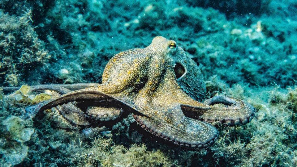 photo of an octopus sentient being on the ocean floor 