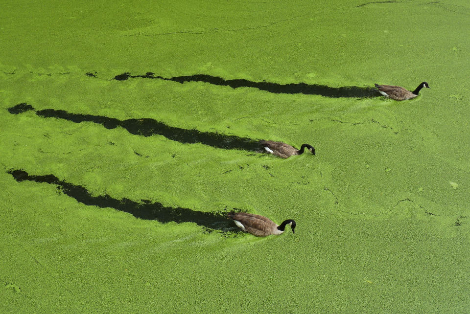 BESTPIX  Green Algae Chokes The Regent's Canal