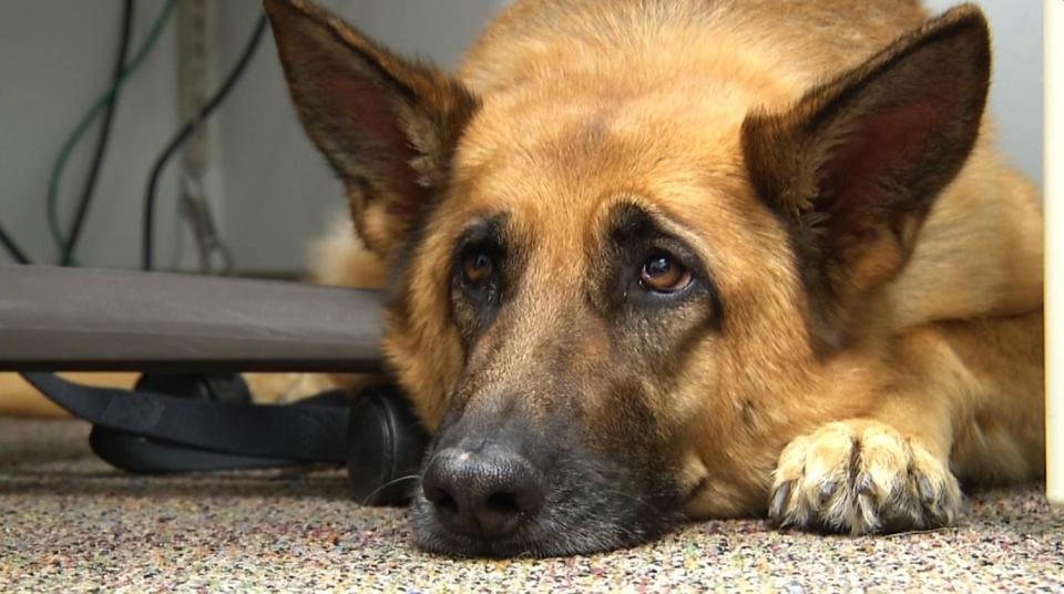 This photo taken Feb. 18, 2014 shows Lexy, a therapy dog at Fort Bragg, N.C. After three deployments to Iraq and three to Afghanistan, Staff Sgt. Dennis Swols is agitated, prone to bouts of anger and unable to really talk about his time on the battlefield. But sitting in a small office in the Robinson Health Clinic at Fort Bragg, he brightens as his hand drops to the furry head beside him. A 5-year-old German shepherd, Lexy, has ambled over to give Swols a few moments of distraction. (AP Photo/Alex Sanz)