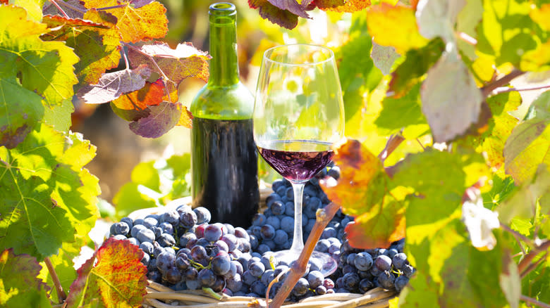 Wine in grape basket
