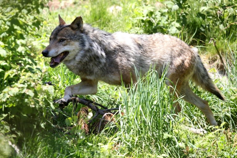 Die Zahl illegaler Wolfstötungen in Sachsen hat sich binnen eines Jahres verdoppelt. Im noch laufenden Beobachtungszeitraum wurden vier illegal getötete Tiere entdeckt, teilte das Landeskriminalamt mit. (RAYMOND ROIG)