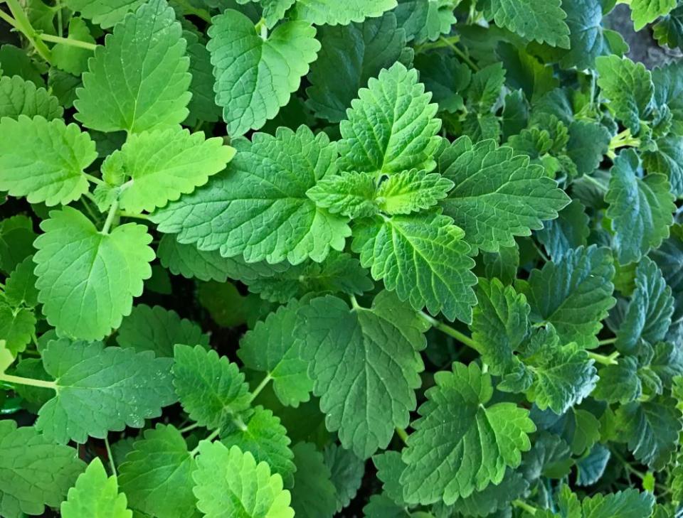 A catnip plant.