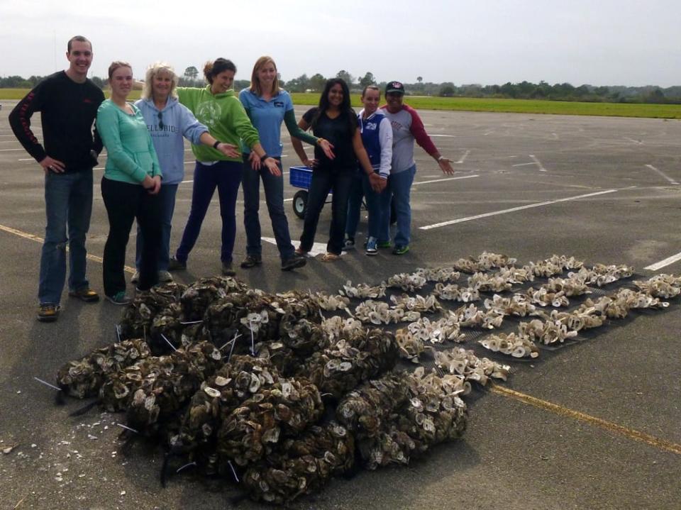 Aww shucks!!! Oyster recycling program reaches major milestone