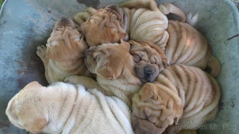 And here we have wheelbarrow full of shar pei puppies taking an epic ride