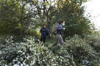 Yale University doctoral students Siria Gamez, right, and Aishwarya Bhandari walk through brush looking for their wildlife camera that had been attached to a tree in a Detroit park on Oct. 7, 2022. With many types of wildlife struggling to survive and their living space shrinking, some are finding their way to big cities. In Detroit, scientists place wildlife cameras in woodsy sections of parks to monitor animals. (AP Photo/Carlos Osorio)