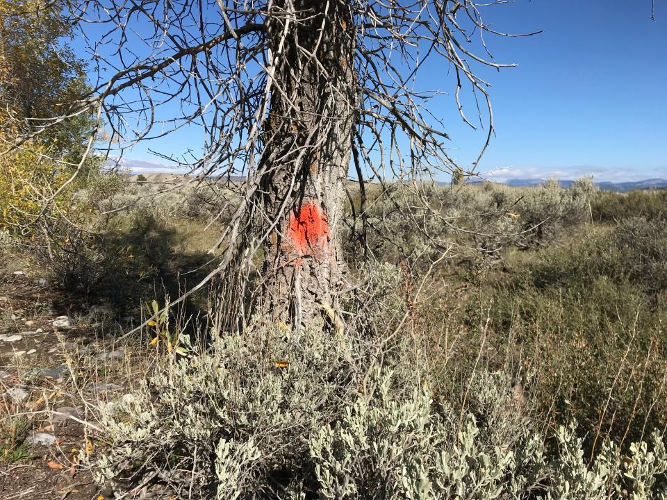 Various red marks - perhaps used as an evidence locator - can be seen in area close to the cross se the (Andrew Buncombe)