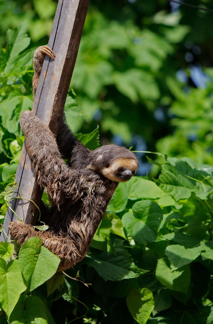 A sloth rests at the banks of the Blommestein Lake, about 100 miles south of Paramaribo, Suriname, on Aug. 14, 2010.