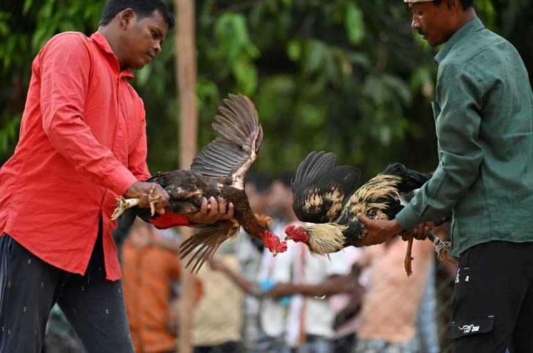 Cockfighting is a popular sport in the Indian state of Chhattisgarh, with fans encouraging birds to attack each other (Idrees MOHAMMED)