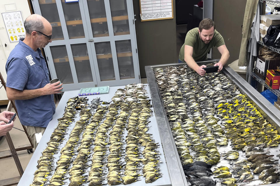 In this image provided by the Chicago Field Museum, workers at the Chicago Field Museum inspect the bodies of migrating birds, Thursday, Oct. 5, 2023, in Chicago, that were killed when they flew into the windows of the McCormick Place Lakeside Center, a Chicago exhibition hall, the night of Oct. 4-5, 2023. According to the Chicago Audubon Society, nearly 1,000 birds migrating south during the night grew confused by the exhibition center's lights and collided with the building. (Lauren Nassef/Chicago Field Museum via AP)