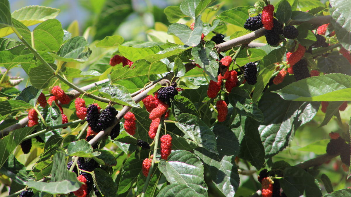 Mulberries Vs Blackberries: What's The Difference?