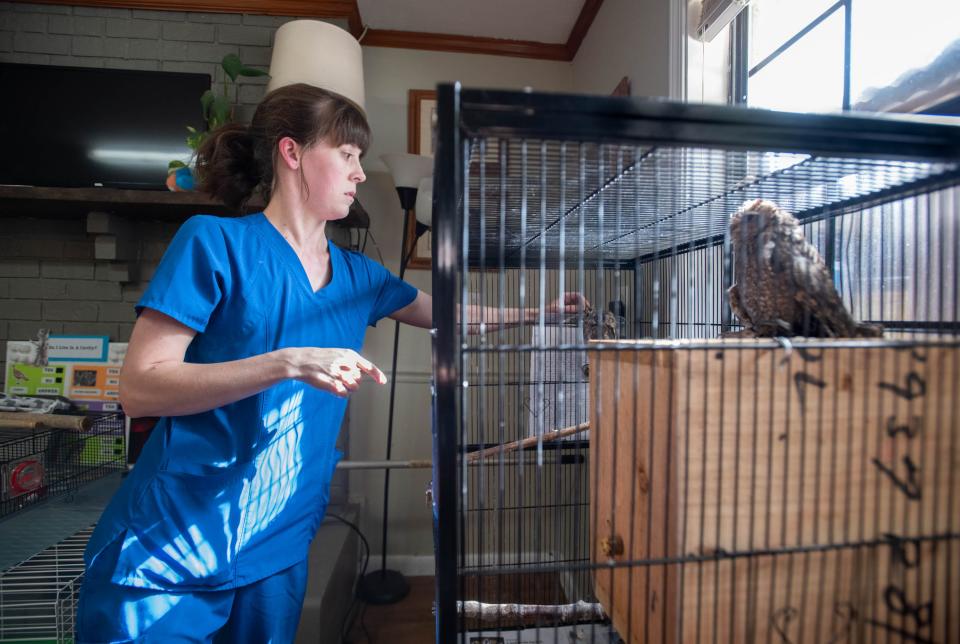 Hospital manager Emily Holden checks on eastern screech owls Otus, right, and Monty at the Wildlife Sanctuary of Northwest Florida in Pensacola on Monday, Aug. 21, 2023. Director Dorothy Kaufmann recently passed away unexpectedly.