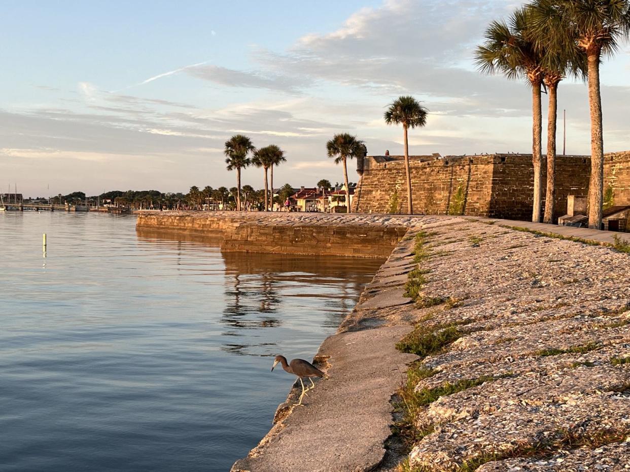 little blue heron perched on the seawall at the fort in st augustine