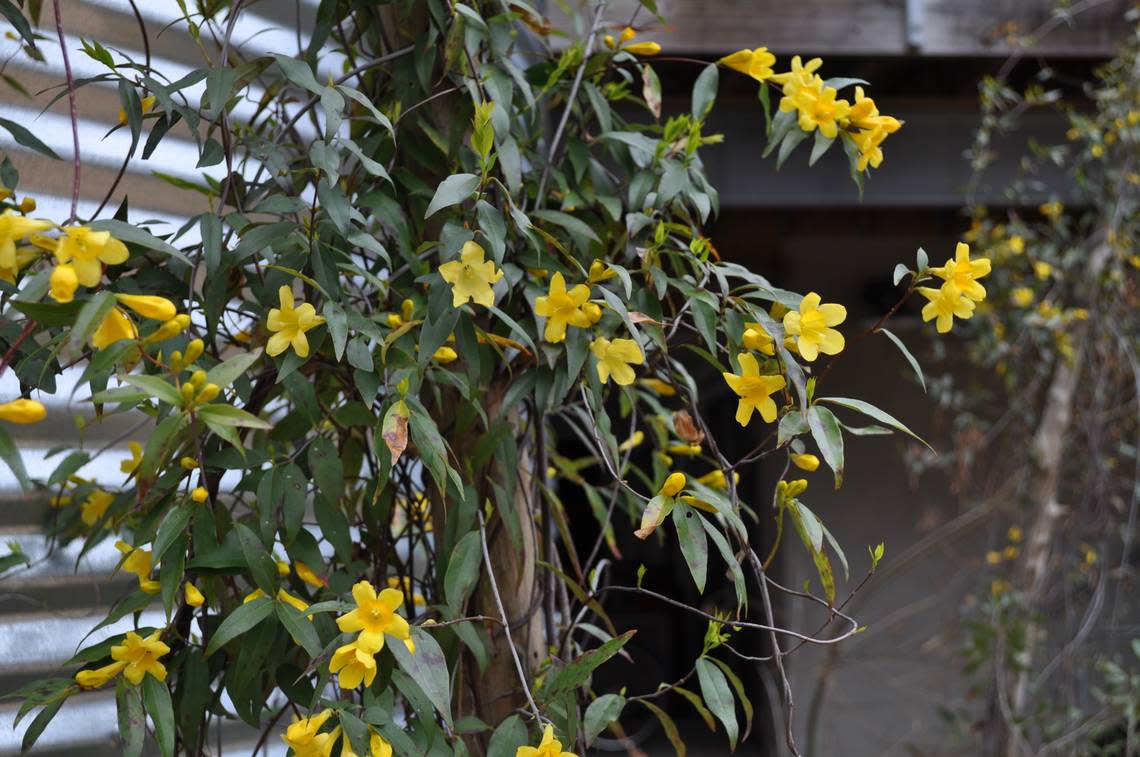 Carolina Jessamine.