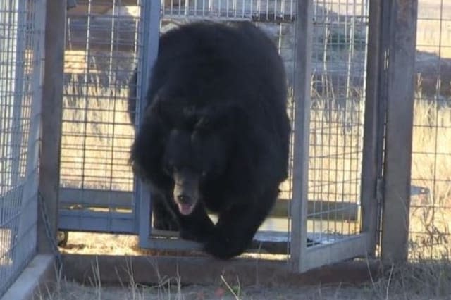 Bear held in roadside zoo is finally freed