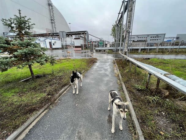 PHOTO: Chernobyl dogs living outside the New Safe Confinement Structure, which was built to contain radioactivity from the explosion of reactor four. (Tim Mousseau via NHGRI)