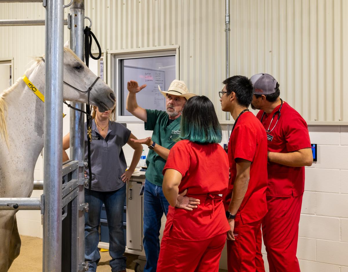 texas-tech-vet-school-the-power-of-communication-in-veterinary-practice