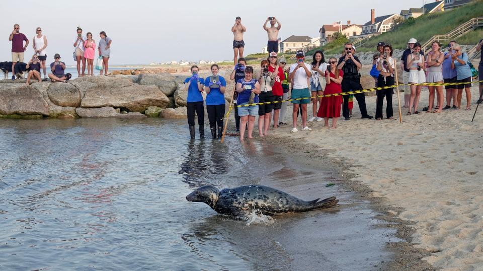 A grey seal named Salty is released at Sagamore Beach in Bourne the evening of July 16.