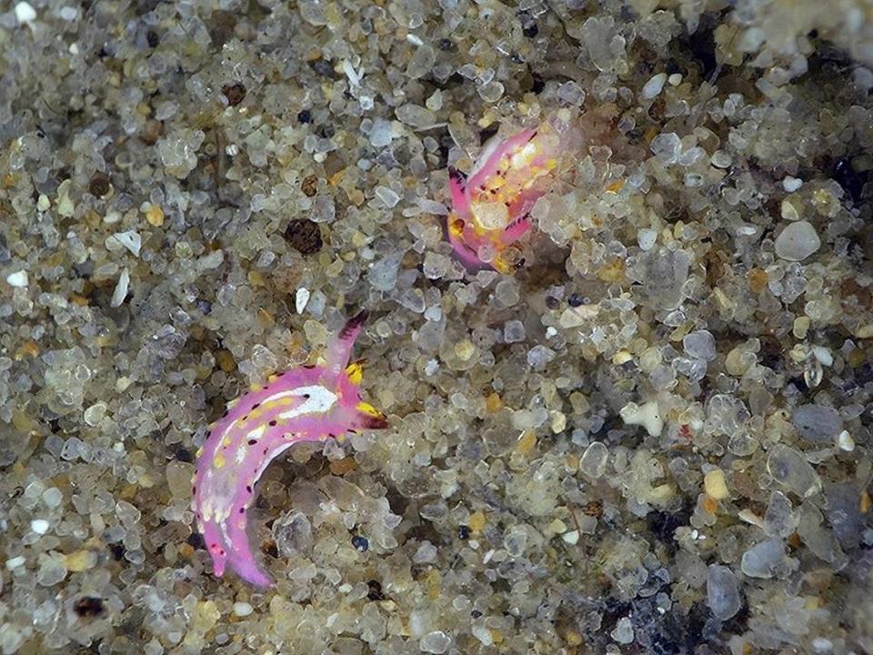Two Naisdoris labalsaensis, or La Balsa sea slugs.