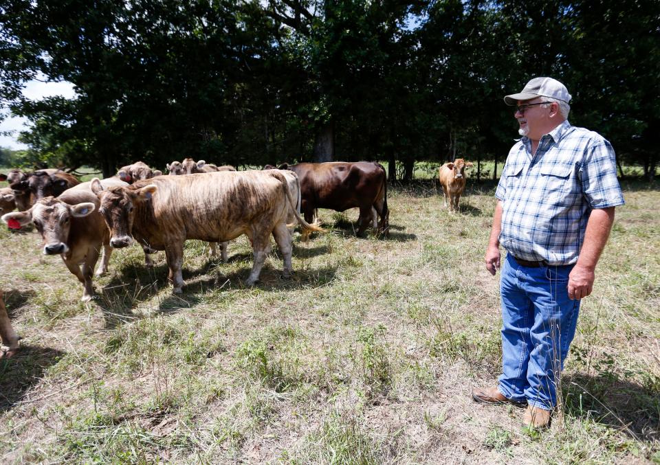 Sam Baird moves cattle between fields at his farm near Bois D'Arc on Wednesday, Aug. 24, 2022. 