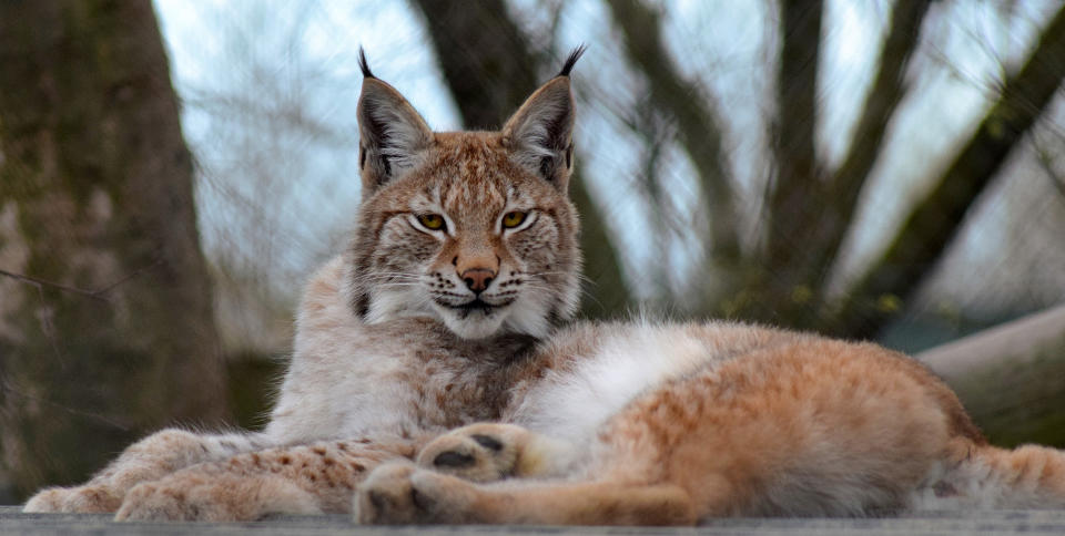 The West Wales couple bought Borth Wild Animal Kingdom to fulfil a dream. Pictured is a lynx.