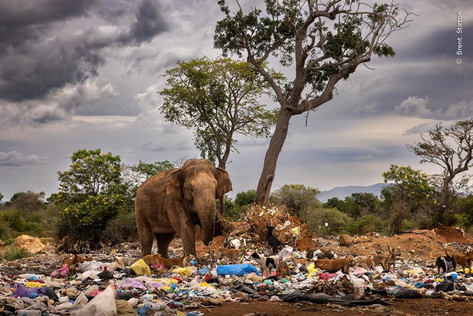 An elephant kicks up garbage in a dump Sri Lanka, surrounded by wild dogs.