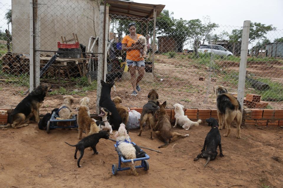 Jazmín Arévalos sostiene uno de los 16 perros que tiene rescatados en su albergue Rescaes en Itapuami, Paraguay, el miércoles 17 de octubre de 2018. (AP Foto/Jorge Saenz)